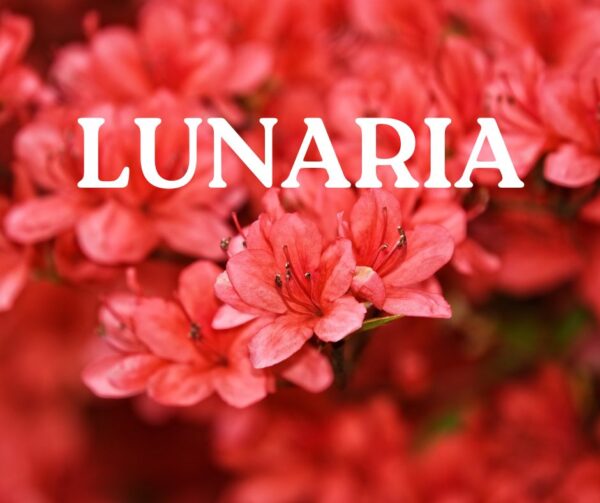LUNARIA - heilsame Berührung von Frau zu Frau